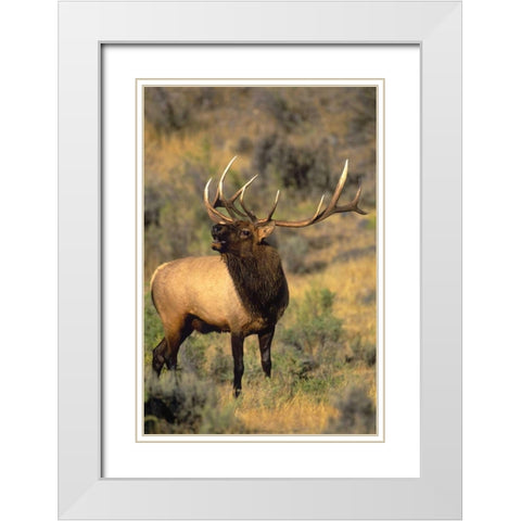 WY, Yellowstone Elk bugling during mating season White Modern Wood Framed Art Print with Double Matting by Welling, Dave