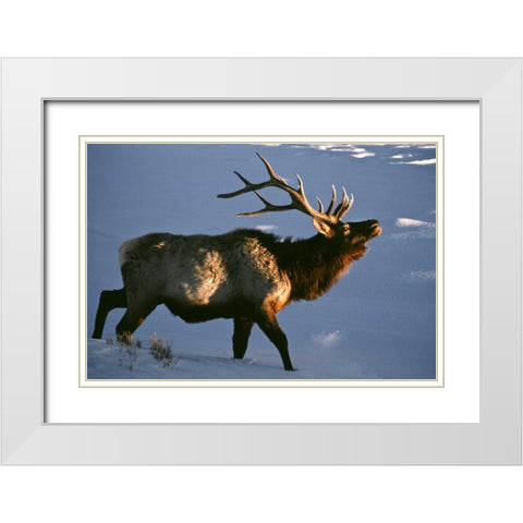 Wyoming, Yellowstone NP Bugling elk in winter White Modern Wood Framed Art Print with Double Matting by Kaveney, Wendy