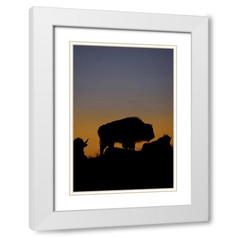 WY, Yellowstone Bson silhouetted at sunset White Modern Wood Framed Art Print with Double Matting by Grall, Don