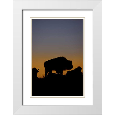 WY, Yellowstone Bson silhouetted at sunset White Modern Wood Framed Art Print with Double Matting by Grall, Don