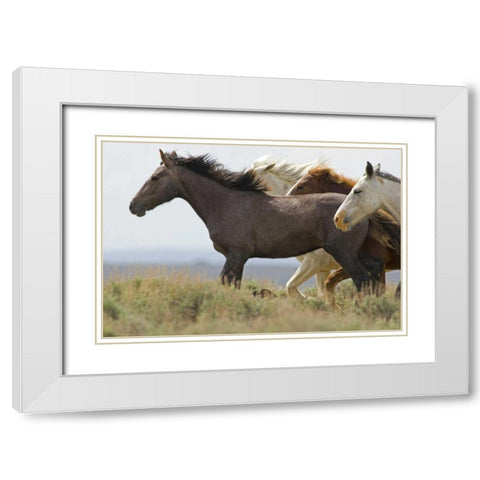 USA, Wyoming, Carbon County Wild horses running White Modern Wood Framed Art Print with Double Matting by Illg, Cathy and Gordon