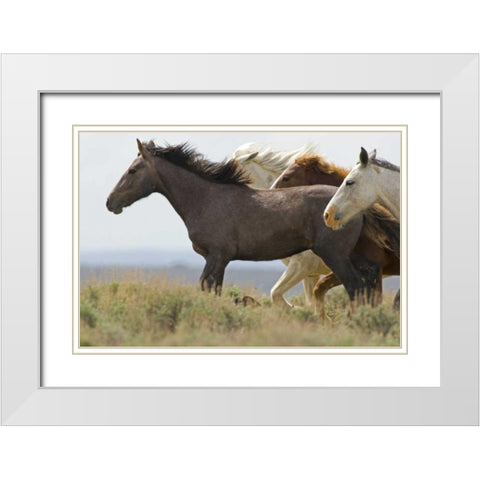 USA, Wyoming, Carbon County Wild horses running White Modern Wood Framed Art Print with Double Matting by Illg, Cathy and Gordon