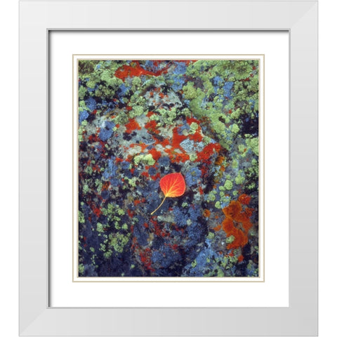 USA, Wyoming, Aspen leaf on a lichen covered rock White Modern Wood Framed Art Print with Double Matting by Talbot Frank, Christopher