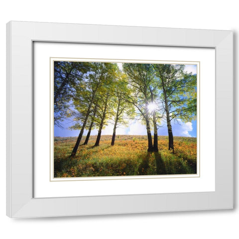 Wyoming, Grand Tetons Autumn in the forest White Modern Wood Framed Art Print with Double Matting by Talbot Frank, Christopher