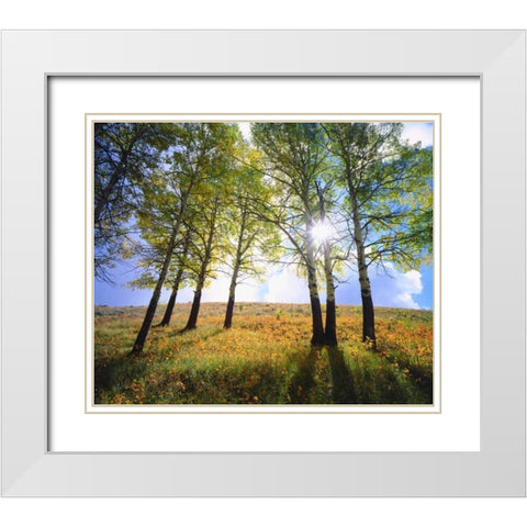 Wyoming, Grand Tetons Autumn in the forest White Modern Wood Framed Art Print with Double Matting by Talbot Frank, Christopher