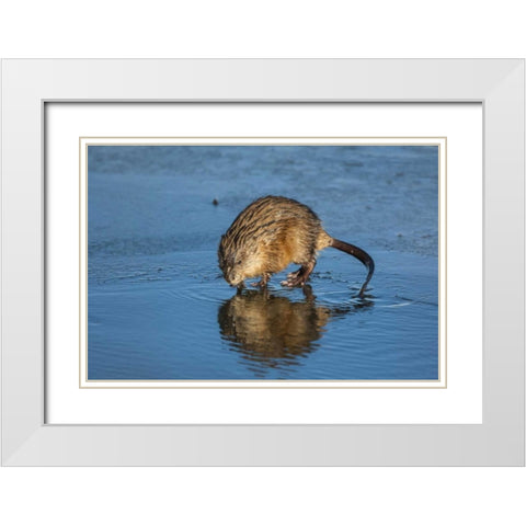 Wyoming, Jackson Hole Muskrat reflects in water White Modern Wood Framed Art Print with Double Matting by Illg, Cathy and Gordon