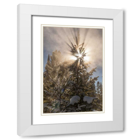WY, Yellowstone Sunburst through tree in winter White Modern Wood Framed Art Print with Double Matting by Illg, Cathy and Gordon