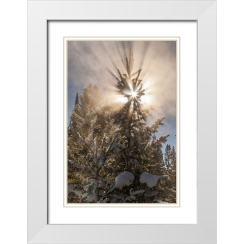 WY, Yellowstone Sunburst through tree in winter White Modern Wood Framed Art Print with Double Matting by Illg, Cathy and Gordon