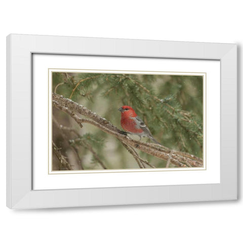 Wyoming, Yellowstone Pine grosbeak bird in tree White Modern Wood Framed Art Print with Double Matting by Illg, Cathy and Gordon