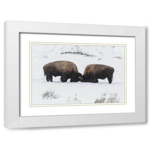 USA, Wyoming, Yellowstone NP Bison sparring White Modern Wood Framed Art Print with Double Matting by Illg, Cathy and Gordon