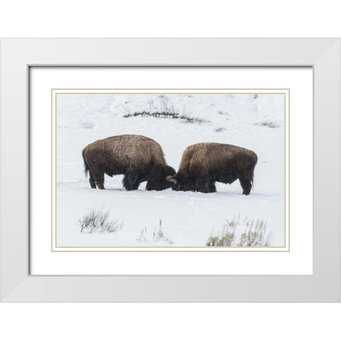 USA, Wyoming, Yellowstone NP Bison sparring White Modern Wood Framed Art Print with Double Matting by Illg, Cathy and Gordon