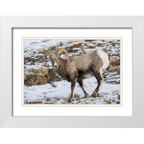 Wyoming, Yellowstone NP Bighorn sheep in snow White Modern Wood Framed Art Print with Double Matting by Illg, Cathy and Gordon