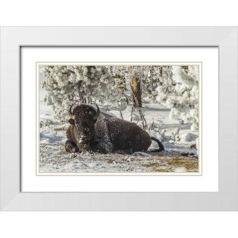 Wyoming, Yellowstone Bison resting on the ground White Modern Wood Framed Art Print with Double Matting by Illg, Cathy and Gordon