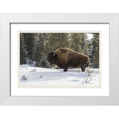 Wyoming, Yellowstone NP Bison standing in snow White Modern Wood Framed Art Print with Double Matting by Illg, Cathy and Gordon