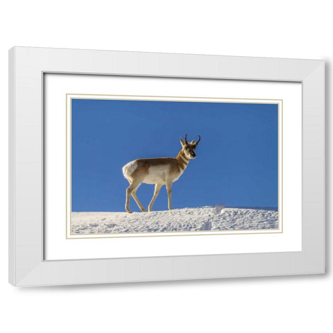WY, Paradise Valley pronghorn standing on hill White Modern Wood Framed Art Print with Double Matting by Illg, Cathy and Gordon
