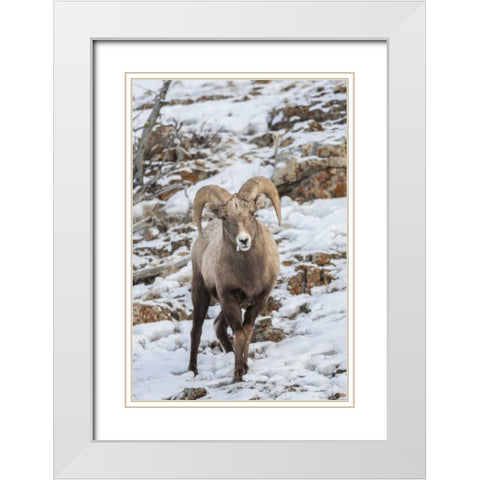 Wyoming, Yellowstone NP Bighorn sheep in snow White Modern Wood Framed Art Print with Double Matting by Illg, Cathy and Gordon