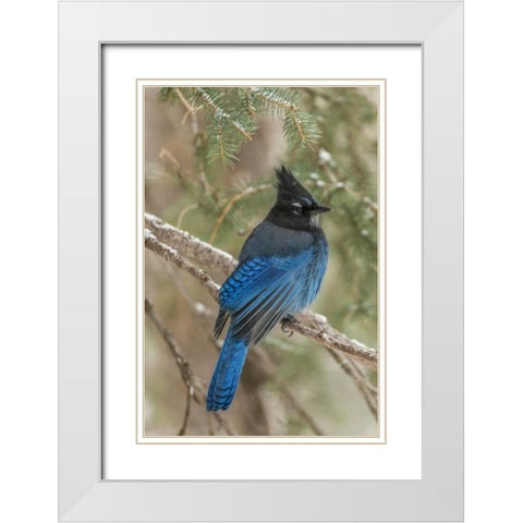 Wyoming, Yellowstone Stellers jay bird in tree White Modern Wood Framed Art Print with Double Matting by Illg, Cathy and Gordon
