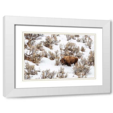 Wyoming-Yellowstone National Park Bison in snow White Modern Wood Framed Art Print with Double Matting by Jaynes Gallery