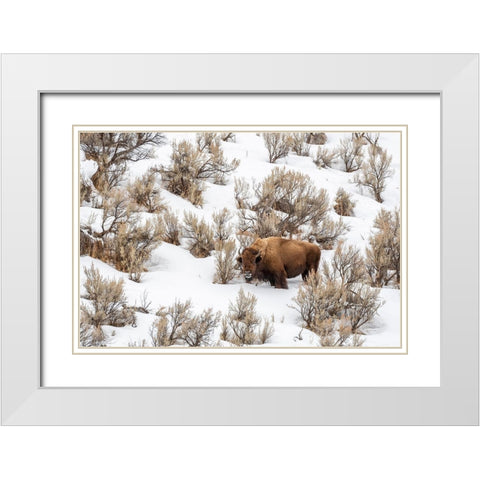 Wyoming-Yellowstone National Park Bison in snow White Modern Wood Framed Art Print with Double Matting by Jaynes Gallery