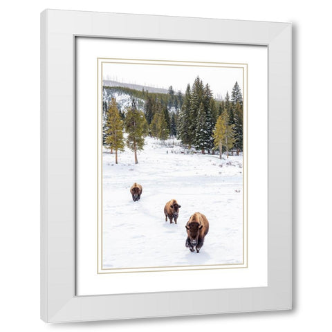 Wyoming-Yellowstone National Park Bison walking in snow White Modern Wood Framed Art Print with Double Matting by Jaynes Gallery