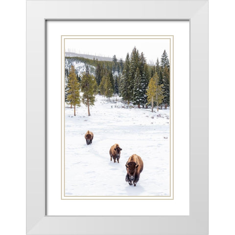 Wyoming-Yellowstone National Park Bison walking in snow White Modern Wood Framed Art Print with Double Matting by Jaynes Gallery