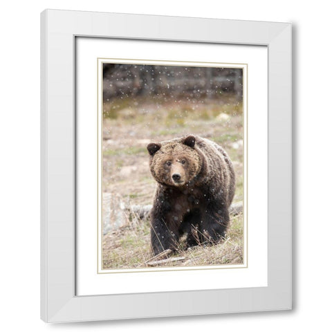 close-up Grizzly bear sow in spring snowfall White Modern Wood Framed Art Print with Double Matting by Jaynes Gallery