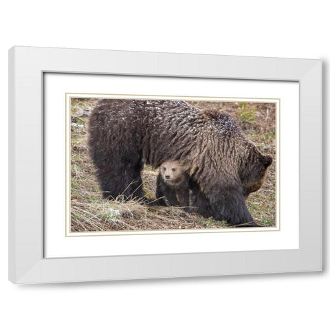 Wyoming-Yellowstone National Park Grizzly bear cub sheltering under mother White Modern Wood Framed Art Print with Double Matting by Jaynes Gallery