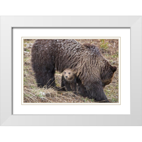 Wyoming-Yellowstone National Park Grizzly bear cub sheltering under mother White Modern Wood Framed Art Print with Double Matting by Jaynes Gallery