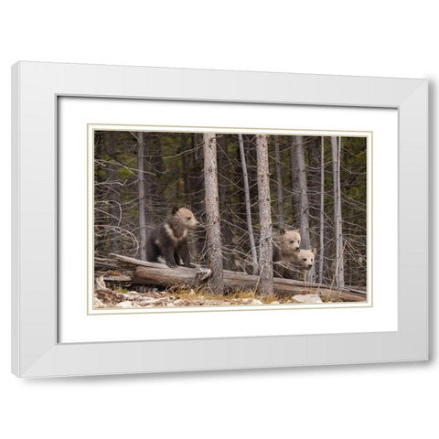 Wyoming-Yellowstone National Park Three grizzly bear cubs White Modern Wood Framed Art Print with Double Matting by Jaynes Gallery