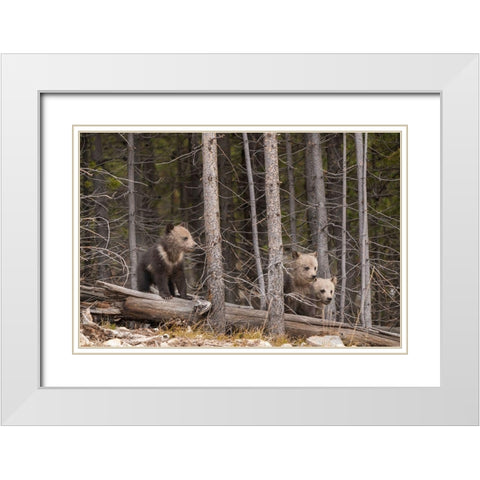 Wyoming-Yellowstone National Park Three grizzly bear cubs White Modern Wood Framed Art Print with Double Matting by Jaynes Gallery