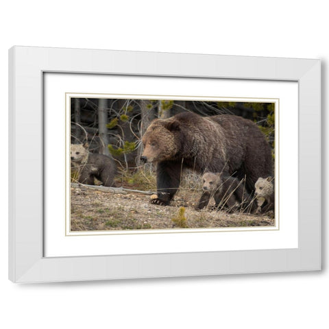 Wyoming-Yellowstone National Park Grizzly bear sow with cubs in spring White Modern Wood Framed Art Print with Double Matting by Jaynes Gallery