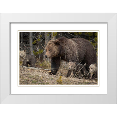 Wyoming-Yellowstone National Park Grizzly bear sow with cubs in spring White Modern Wood Framed Art Print with Double Matting by Jaynes Gallery