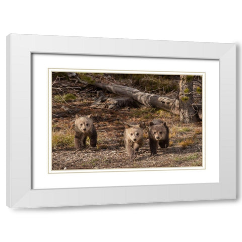 Wyoming-Yellowstone National Park Three grizzly bear cubs White Modern Wood Framed Art Print with Double Matting by Jaynes Gallery