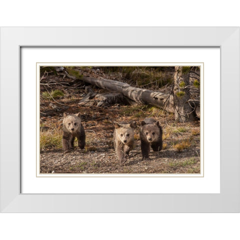 Wyoming-Yellowstone National Park Three grizzly bear cubs White Modern Wood Framed Art Print with Double Matting by Jaynes Gallery