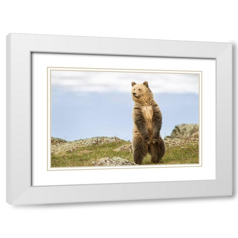 Wyoming-Yellowstone National Park Grizzly bear sniffing air while standing White Modern Wood Framed Art Print with Double Matting by Jaynes Gallery