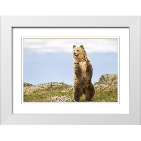 Wyoming-Yellowstone National Park Grizzly bear sniffing air while standing White Modern Wood Framed Art Print with Double Matting by Jaynes Gallery