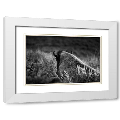 Wyoming-Yellowstone National Park Bison resting at sunset White Modern Wood Framed Art Print with Double Matting by Jaynes Gallery