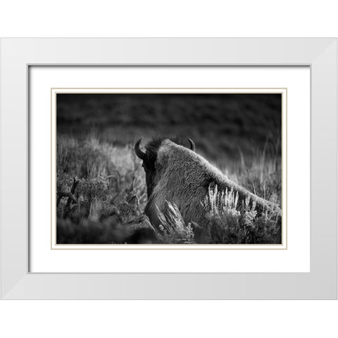 Wyoming-Yellowstone National Park Bison resting at sunset White Modern Wood Framed Art Print with Double Matting by Jaynes Gallery