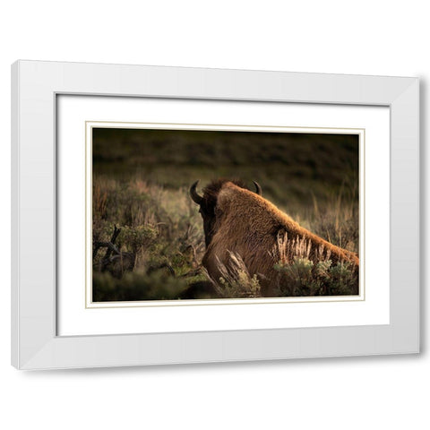 Wyoming-Yellowstone National Park Bison resting at sunset White Modern Wood Framed Art Print with Double Matting by Jaynes Gallery