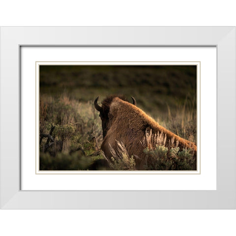 Wyoming-Yellowstone National Park Bison resting at sunset White Modern Wood Framed Art Print with Double Matting by Jaynes Gallery