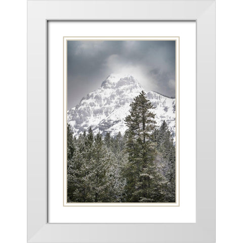 Wyoming-Yellowstone National Park Spring snow storm on mountain White Modern Wood Framed Art Print with Double Matting by Jaynes Gallery