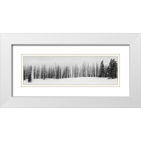 USA-Wyoming-Yellowstone National Park Winter line of trees White Modern Wood Framed Art Print with Double Matting by Hopkins, Cindy Miller