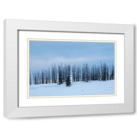 USA-Wyoming-Yellowstone National Park Winter line of trees White Modern Wood Framed Art Print with Double Matting by Hopkins, Cindy Miller