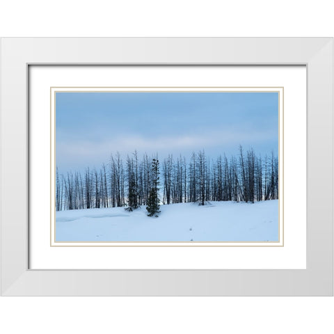 USA-Wyoming-Yellowstone National Park Winter line of trees White Modern Wood Framed Art Print with Double Matting by Hopkins, Cindy Miller