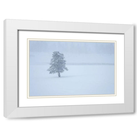 Lone tree White Modern Wood Framed Art Print with Double Matting by Theodore, George and Marilu