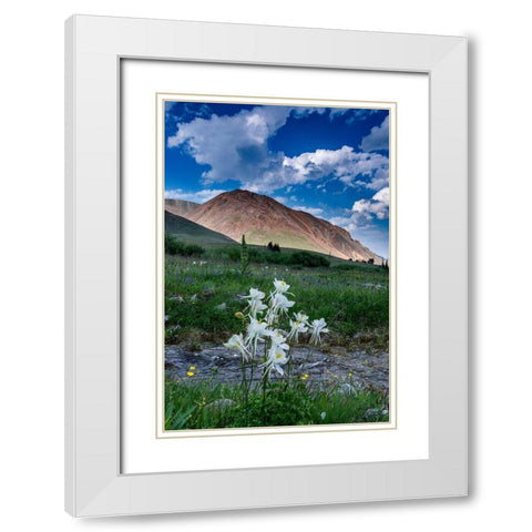 Columbine and small creek-Absaroka Mountains near Cody and Meeteetse-Wyoming-USA White Modern Wood Framed Art Print with Double Matting by Garber, Howie