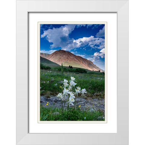 Columbine and small creek-Absaroka Mountains near Cody and Meeteetse-Wyoming-USA White Modern Wood Framed Art Print with Double Matting by Garber, Howie