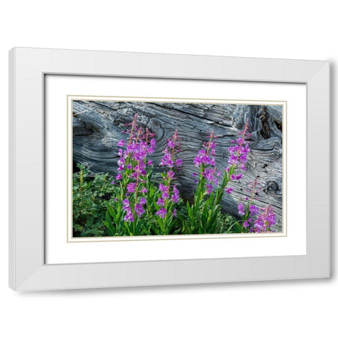 Fireweed wildflowers in Absaroka Mountains near Cody and Meeteetse-Wyoming-USA White Modern Wood Framed Art Print with Double Matting by Garber, Howie