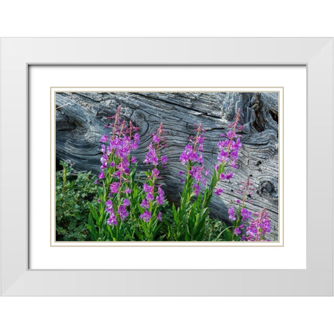 Fireweed wildflowers in Absaroka Mountains near Cody and Meeteetse-Wyoming-USA White Modern Wood Framed Art Print with Double Matting by Garber, Howie