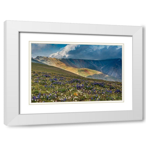 Lupine and Bistort wildflowers cover high alpine meadow-Absaroka Mountains White Modern Wood Framed Art Print with Double Matting by Garber, Howie